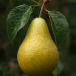 Asian Pear