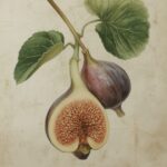 Fig
