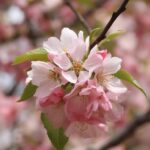 Japanese Flowering Apricot