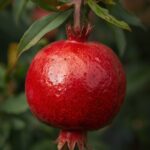 Pomegranate