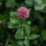 Red Clover