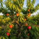 Nectarine Tree